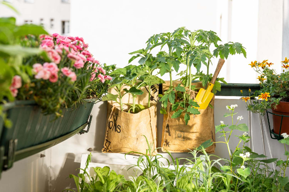 Czy na balkonie można hodować warzywa i owoce?