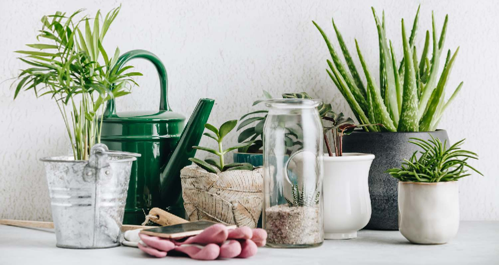 Dlaczego warto mieć rośliny doniczkowe w swoim mieszkaniu?
